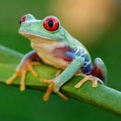 mr frog Prod. johnnyfriend