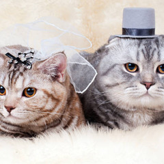 Đại diện nhà trai