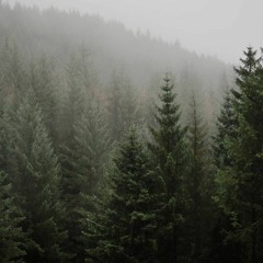 Coniferous Trees