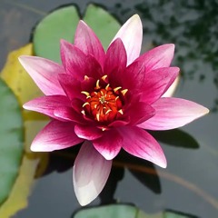 Flor Del Mal