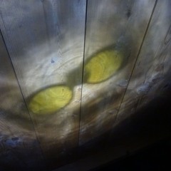 Mornings Glory with Kinski