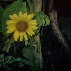 FRØD3X - Want Me (Feat. XODEADY)