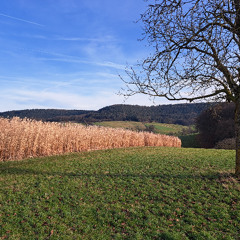 Wind in a reed field, New Year's morning