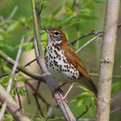 Wood Thrushes singing - Tivoli Bays WMA, Tivoli, NY