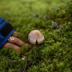 fungi.futures - Wood wide web meditation by Maymana Arefin