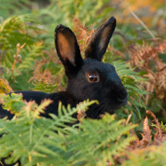 Black Rabbit