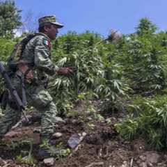 weed from mexico