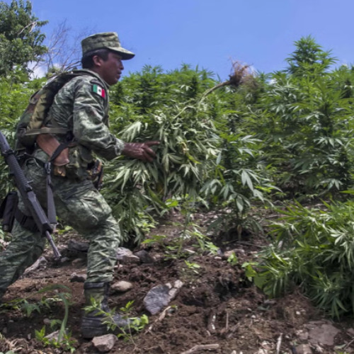 weed from mexico