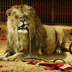 Lion Enclosure - Big J