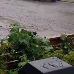 late morning downpour, July 24, 2024