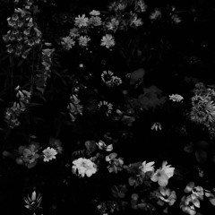 Dark Garden