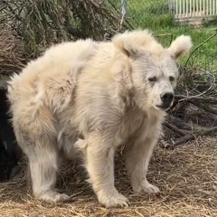 FREE Jøven.fgns FT Jack D