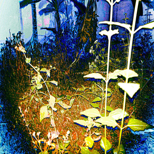 PSILOCYBIN (prod. cior x mmaxflynn)