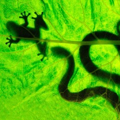 Scotobleps, Slight Concave