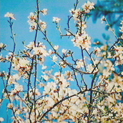 Magnolia