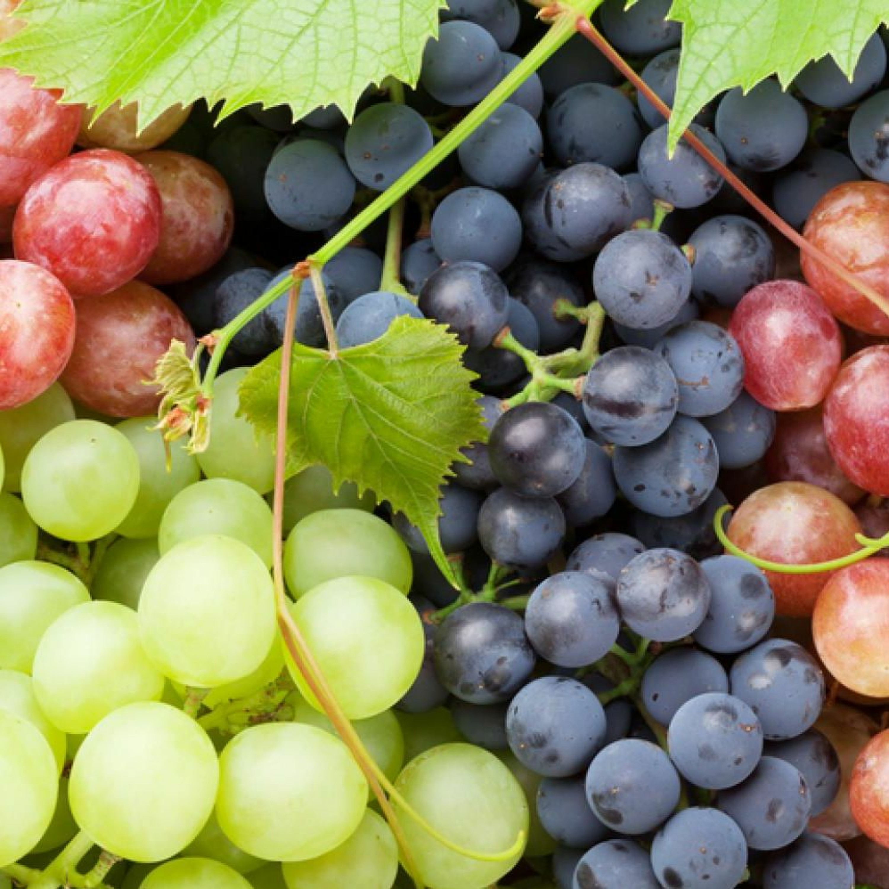 Fruit of the Spirit (Matt Goodwin) thumbnail