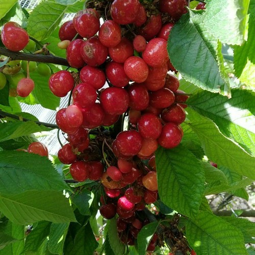 Cherry Smiley Vittorio Ignazio E Paolo By Vittorio 13