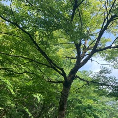 Greenery