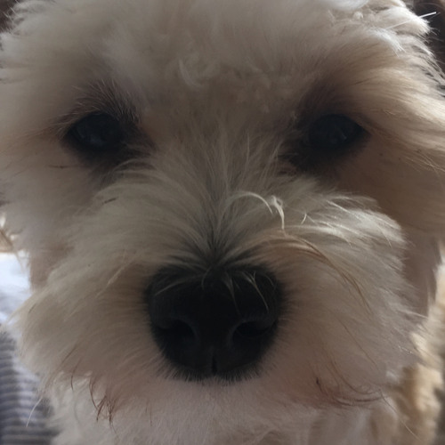 lille flunk - problem? (feat. lil pablo) (prod yung jarl)