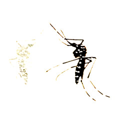 mosquito boy