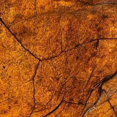 BoTD 23:4:24 cocky shit