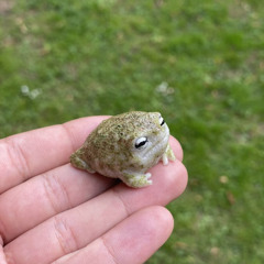 frog