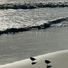 في موسم المد جزرُ جديد- روضة الحاج