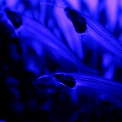 Bioluminescence