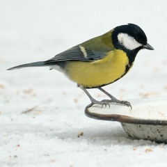 14 The Blackbird and the Hen set