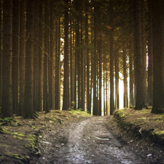 Tia Wood - Dirt Discotron (pauseplay mashup)2025-03-23_19h06m45