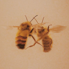 HONEYPACK ft. zen