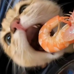 shrimp