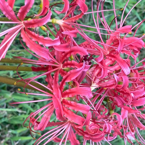 Cocteau Twins - Road, River and Rail (Sped-up)