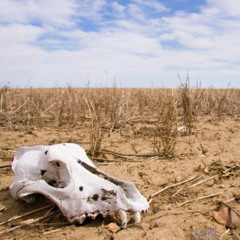 Pilgrim bones