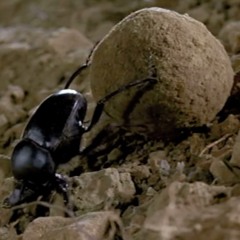 Beetle Clip (Comedy)