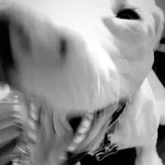 Slope Gotti + K9DaGoat & Tre - Amazing