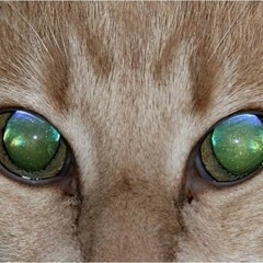 #2 (head-induced trauma)