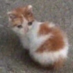 Fool (acoustic cover)