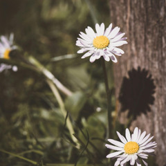 DAISY (prod. yungrowdy)