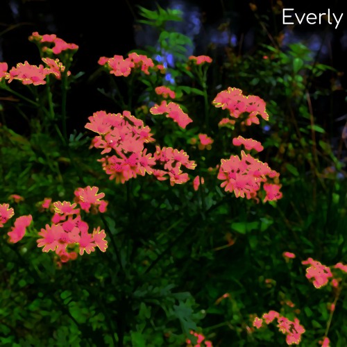 Walk Through a Field of Flowers
