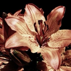 flex up flex up (junecoast x triplecuup)