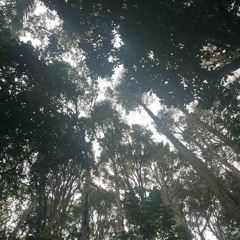 Trance-ending into the Aether [DARK FOREST PSYTRANCE MIX]
