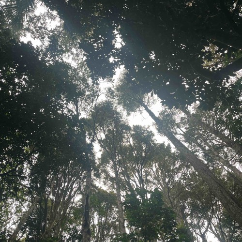 Trance-ending into the Aether [DARK FOREST PSYTRANCE MIX]