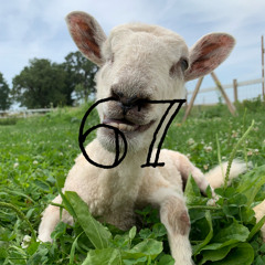 67 Sheep
