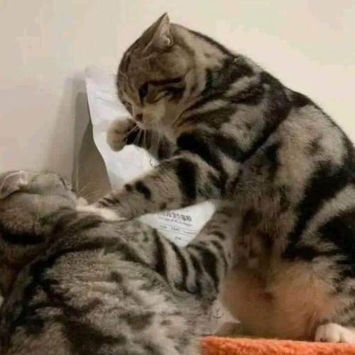 tình tính tang là phang vào mồm 🙈