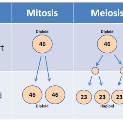 Stream Read Aloud: Mitosis vs. Meiosis from Ms. Laureano | Listen online  for free on SoundCloud
