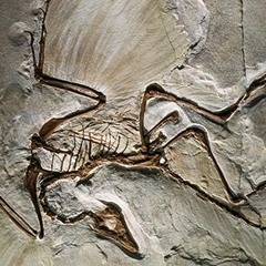 The fossil that launched a dinosaur revolution