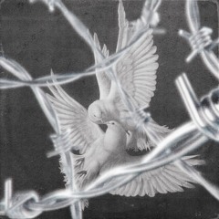 don't feed the birds Album