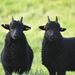 Dont Step Ft. Chubz Nazty(Prod. by MG)