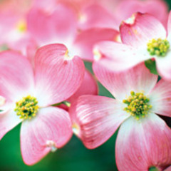 Dogwood Blossom - (Fionn Regan - cover)